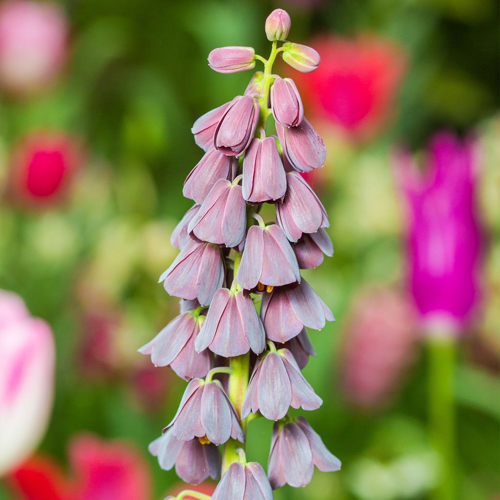 Fritillaria persica - Fritillaire de Perse