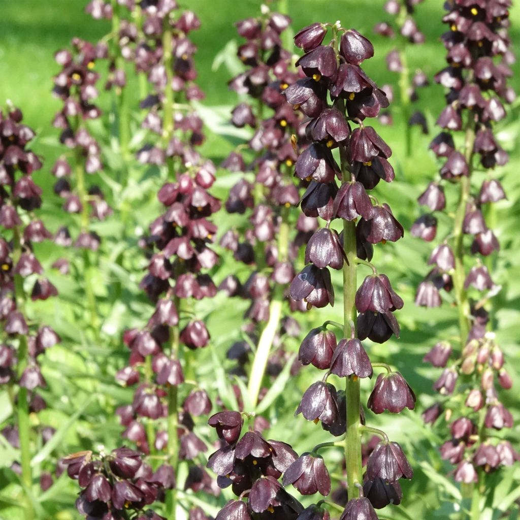 Fritillaria persica Purple Dynamite - Fritillaire de Perse 