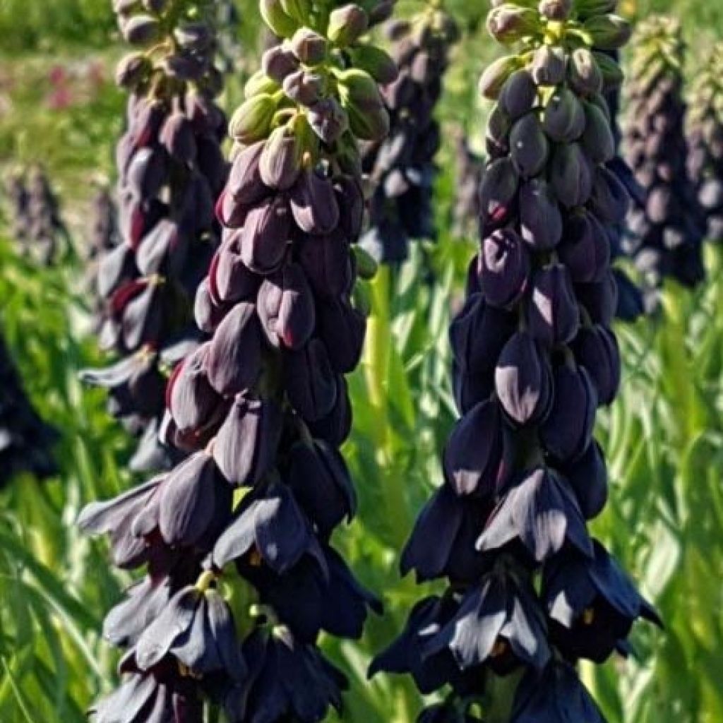 Fritillaria persica Twintowers Tribute - Fritillaire de Perse