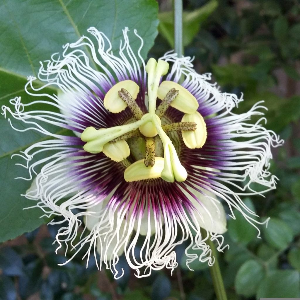 Fruit de la passion (Grenadille) - Passiflora edulis