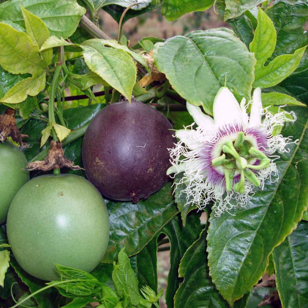 Fruit de la passion (Grenadille) - Passiflora edulis
