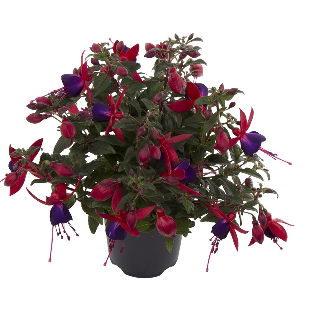 Fuchsia Bella Sacha