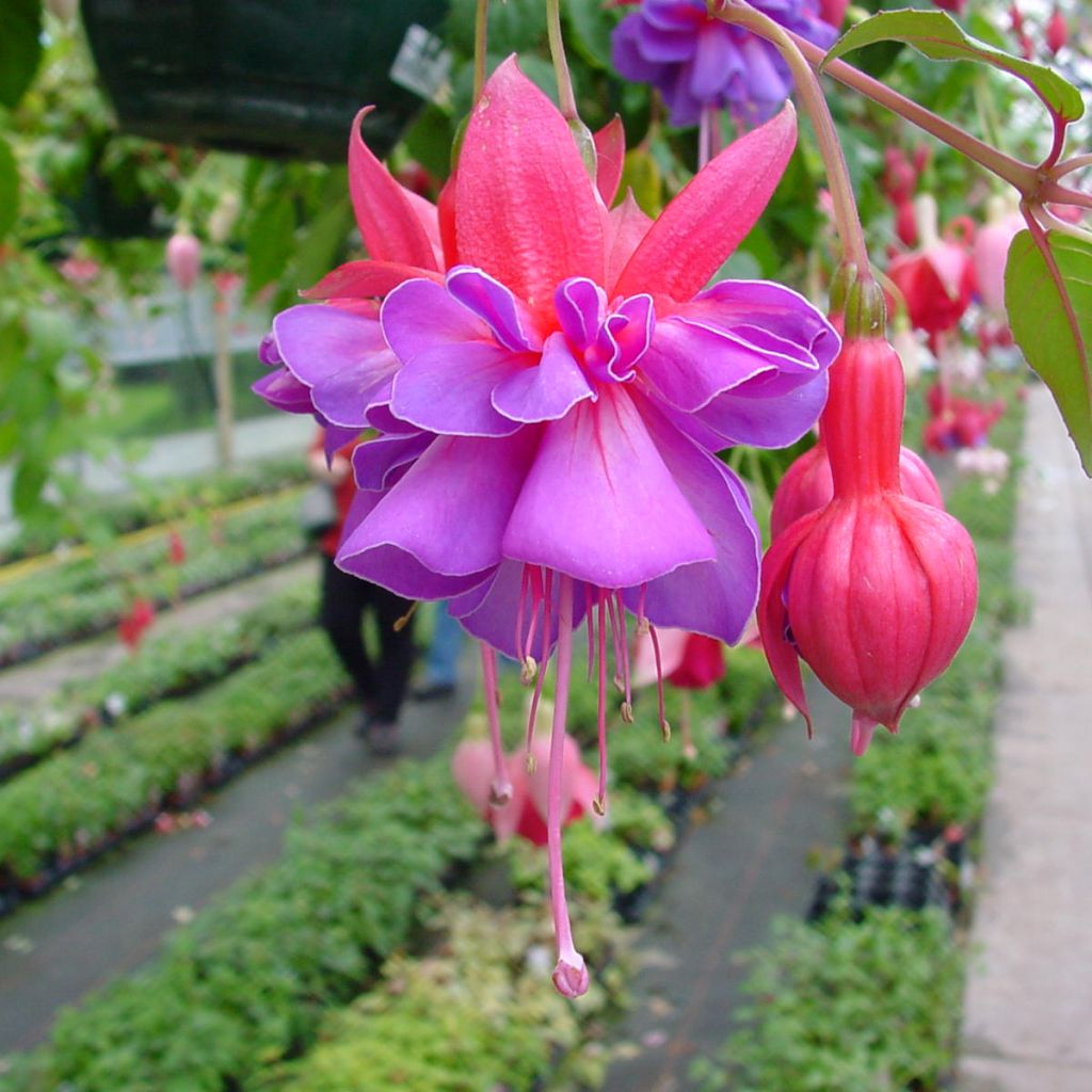 Fuchsia Bernadette