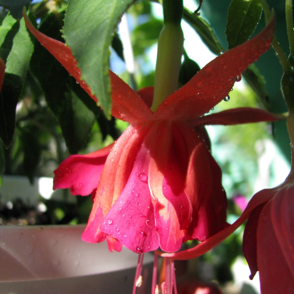 Fuchsia retombant Bicentennial