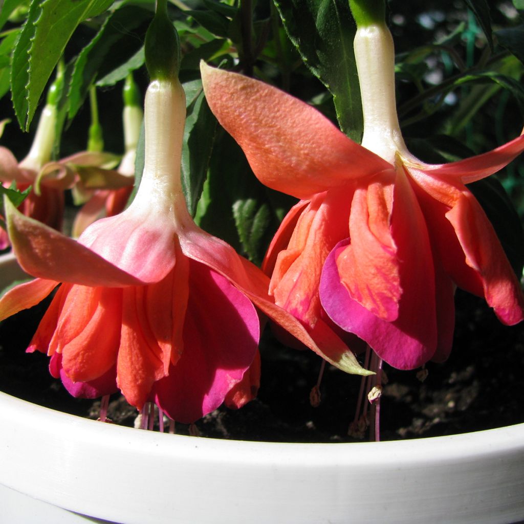 Fuchsia retombant Bicentennial