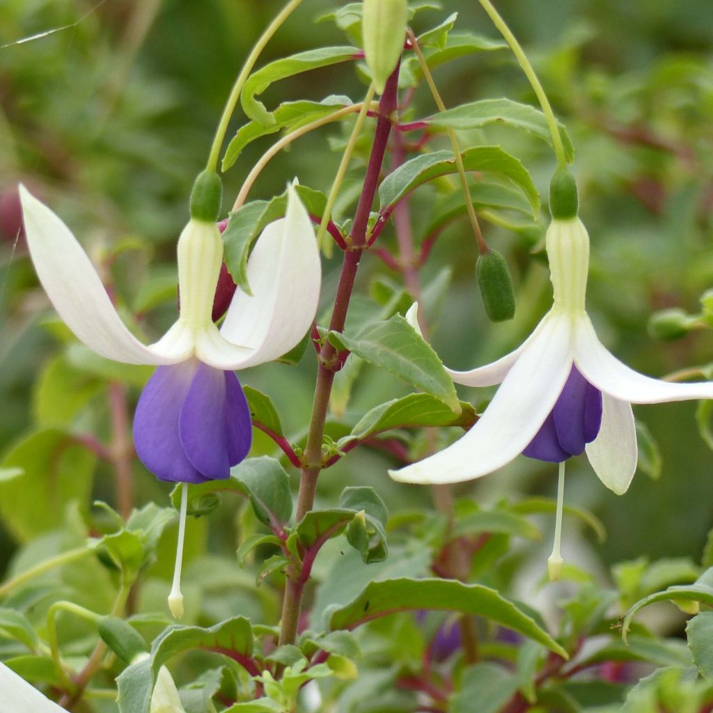 Fuchsia rustique Blue Sarah