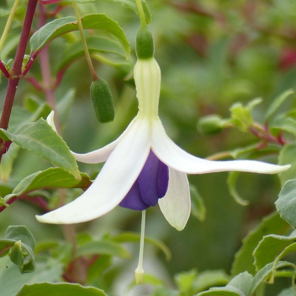 Fuchsia rustique Blue Sarah