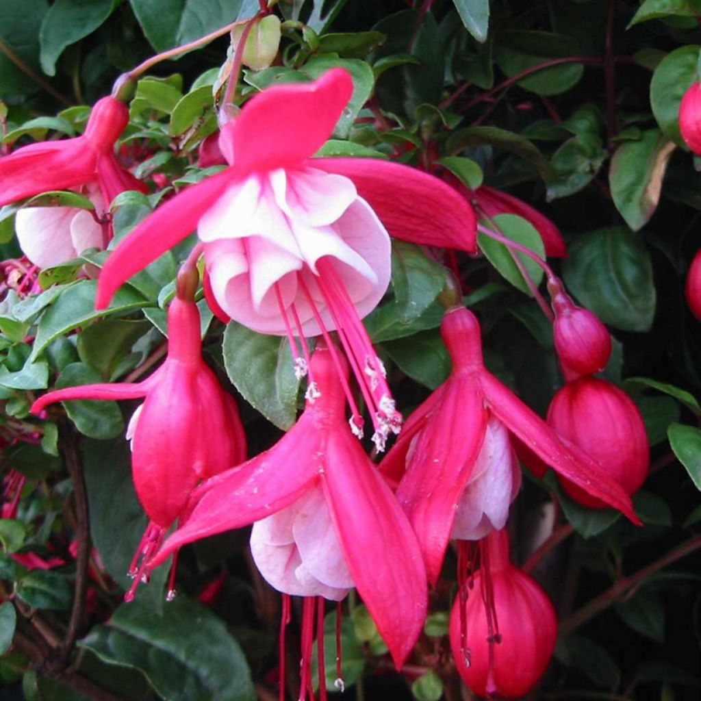 Fuchsia rustique Connie