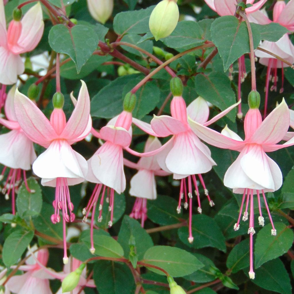 Fuchsia Elma-Hendricks