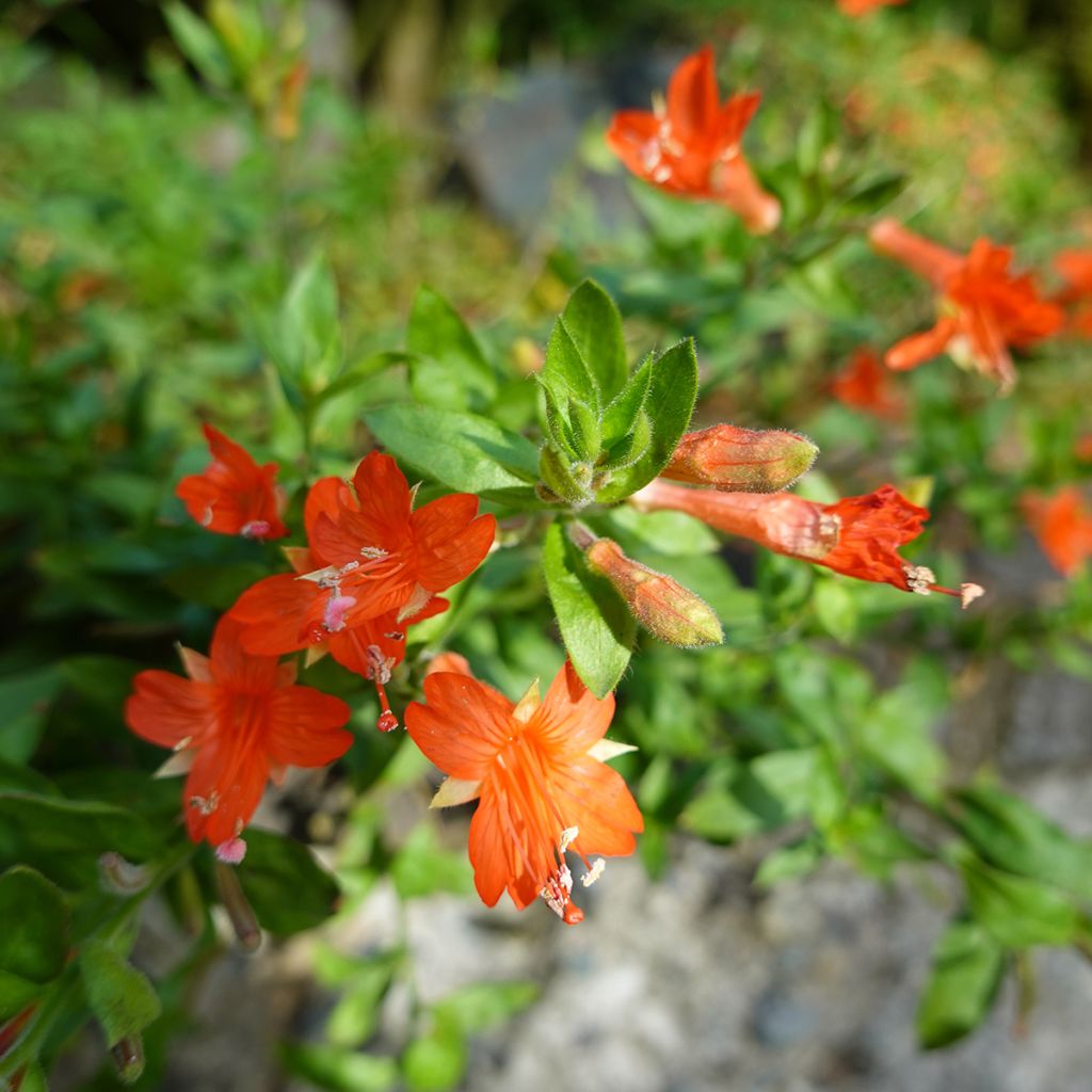 Fuchsia de Californie - Zauschneria californica