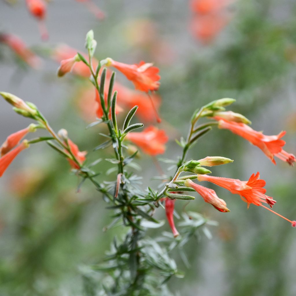 Fuchsia de Californie - Zauschneria californica