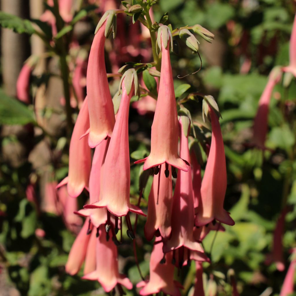 Fuchsia du Cap, Phygelius aequalis Pink Trumpet