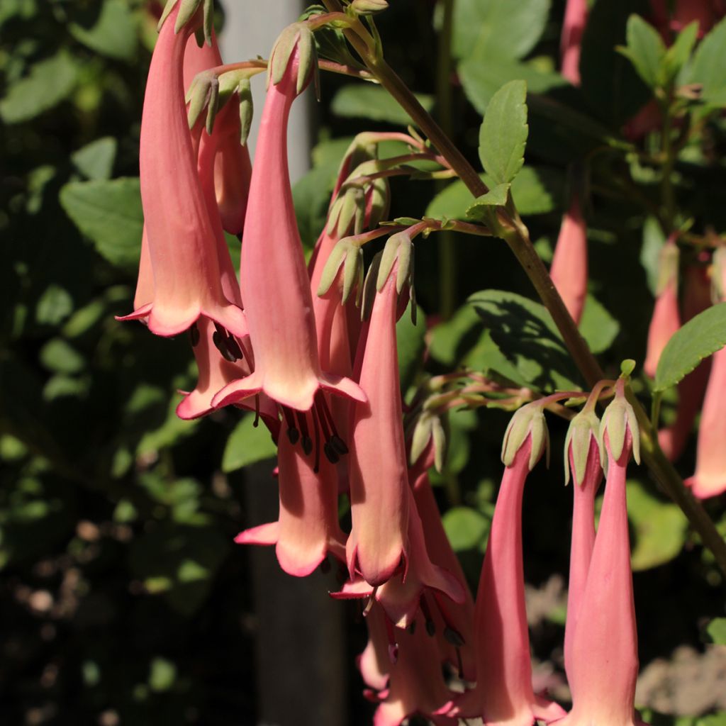 Fuchsia du Cap, Phygelius aequalis Pink Trumpet