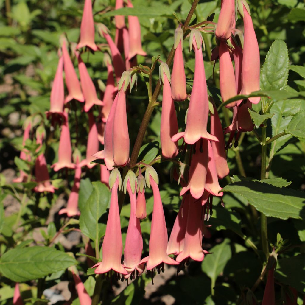 Fuchsia du Cap, Phygelius aequalis Pink Trumpet