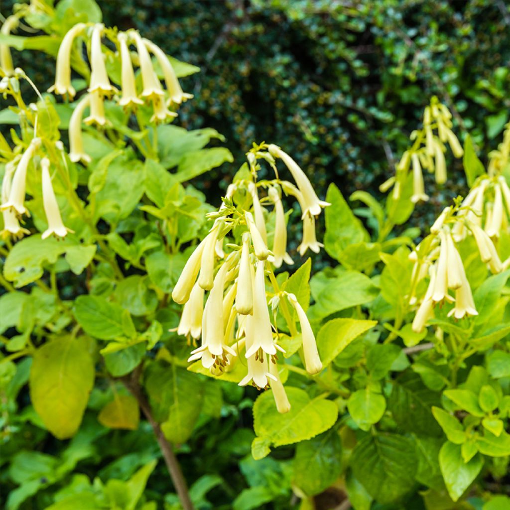 Fuchsia du Cap, Phygelius aequalis Yellow Trumpet