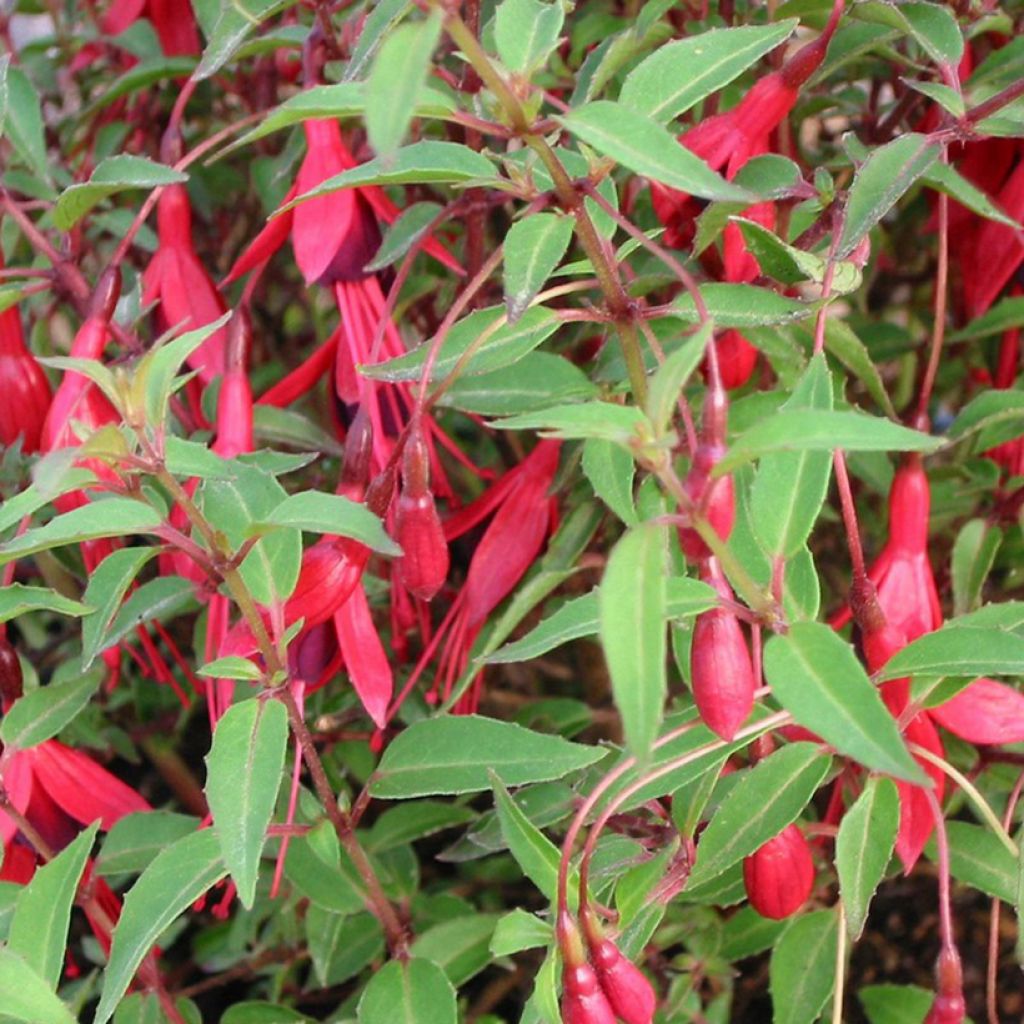 Fuchsia magellanica Pumila