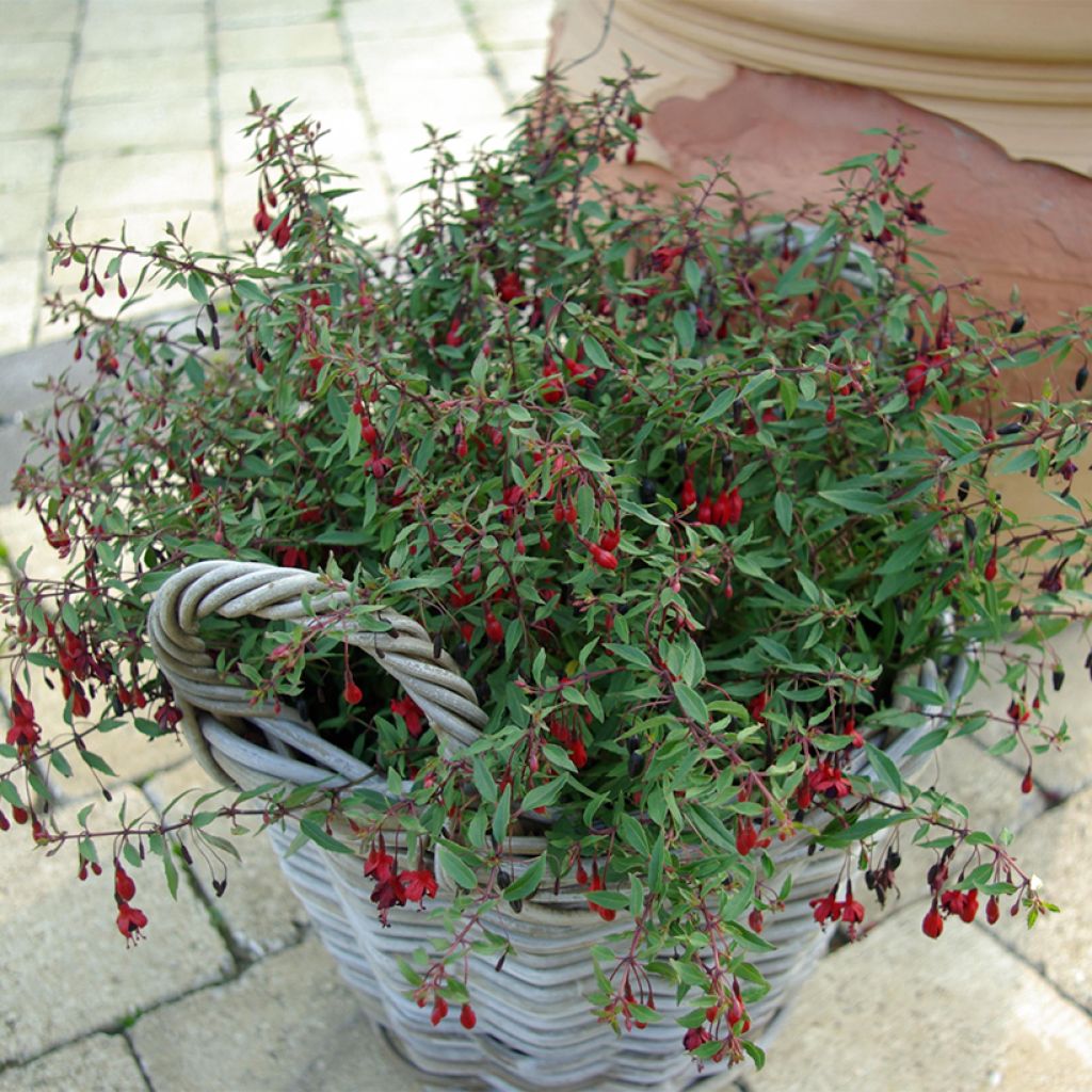 Fuchsia magellanica Pumila