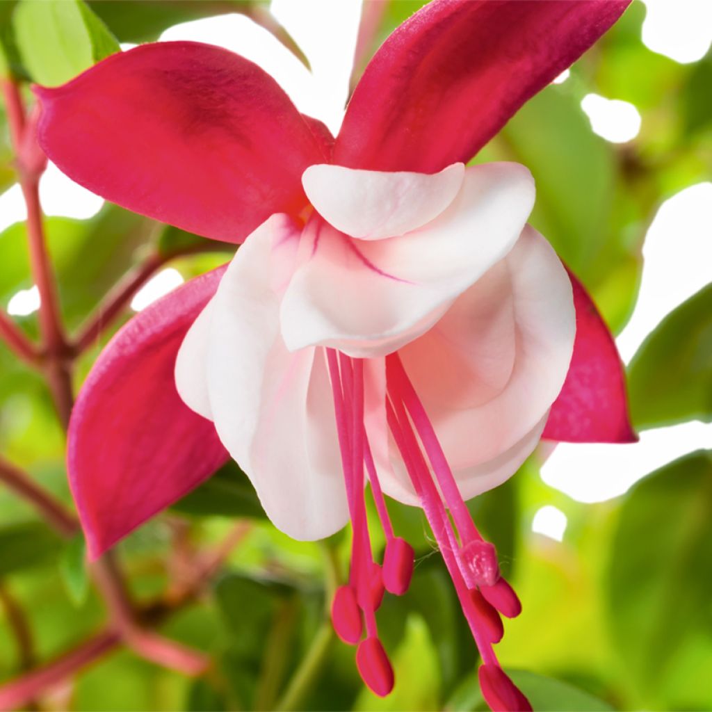 Fuchsia magellanica Snow Cap - Fuchsia rustique