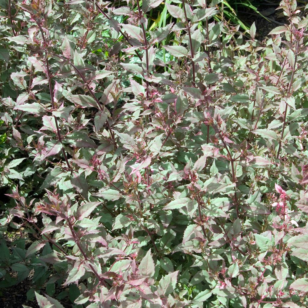 Fuchsia magellanica Versicolor