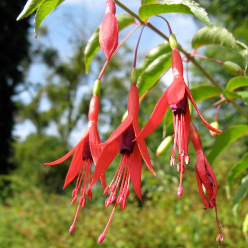 Fuchsia magellanica var. gracilis Aurea