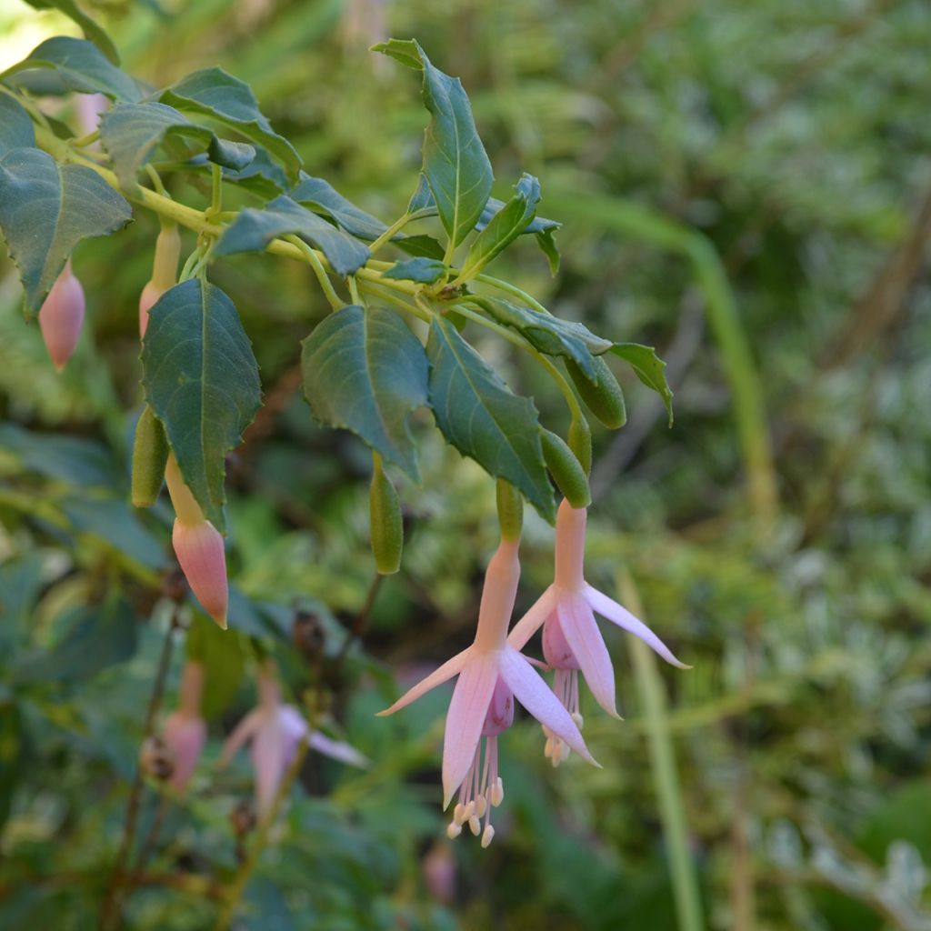 Fuchsia magellanica var. molinae