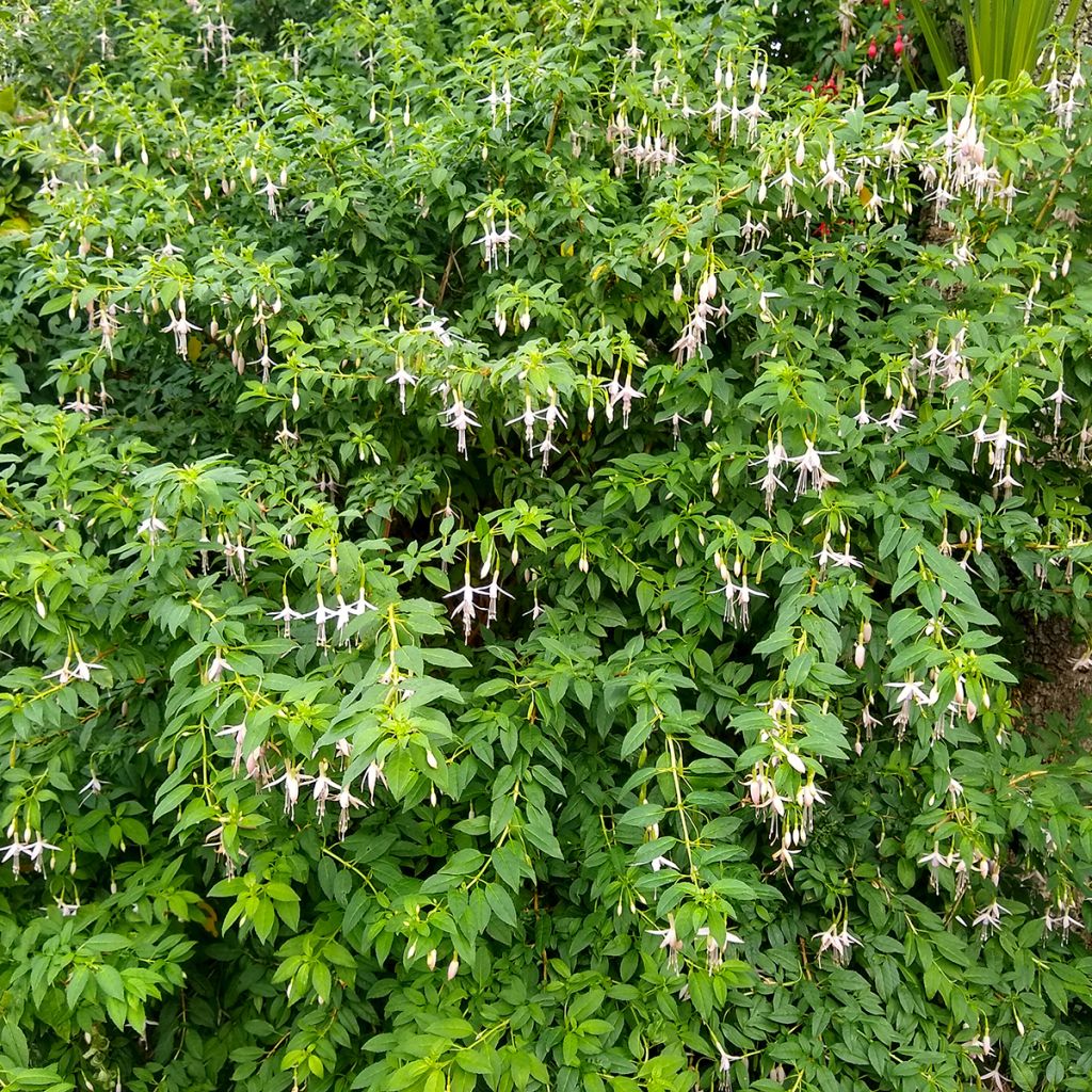 Fuchsia magellanica var. molinae