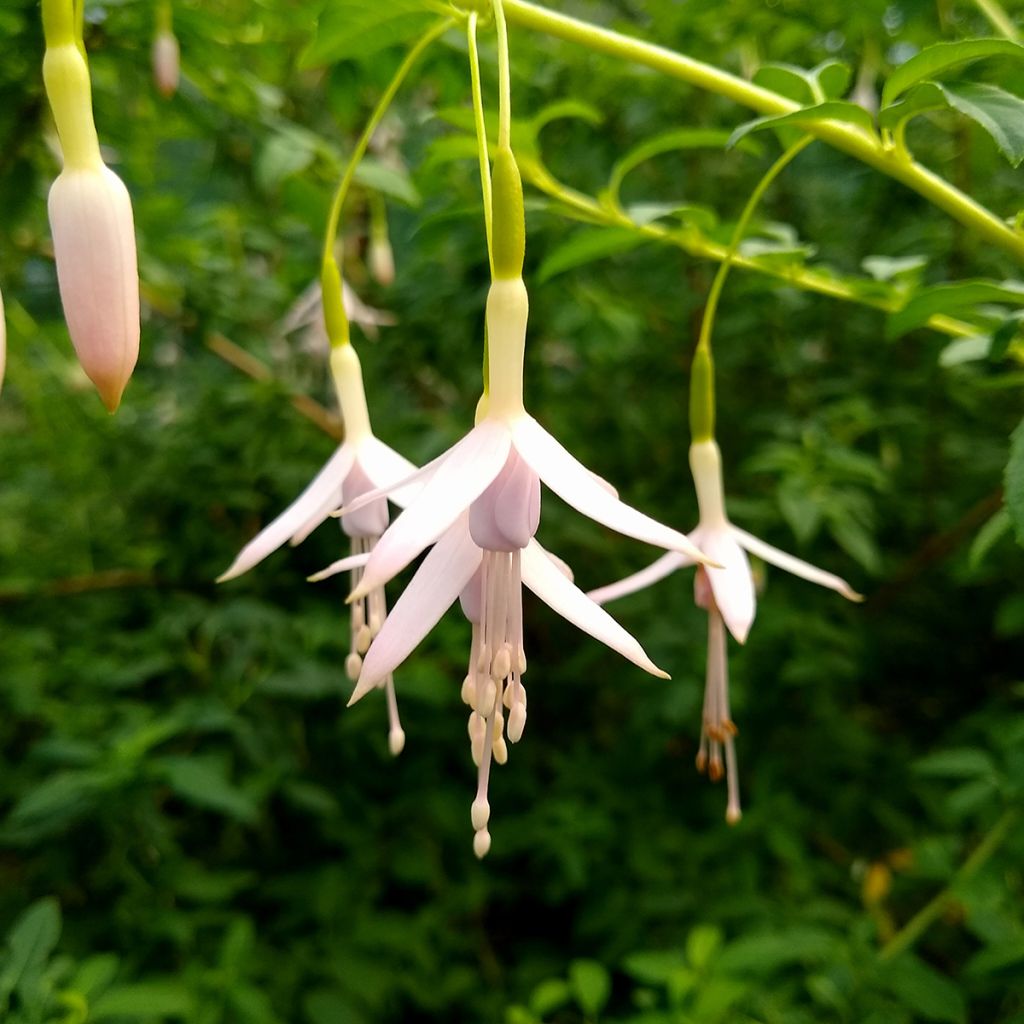 Fuchsia magellanica var. molinae