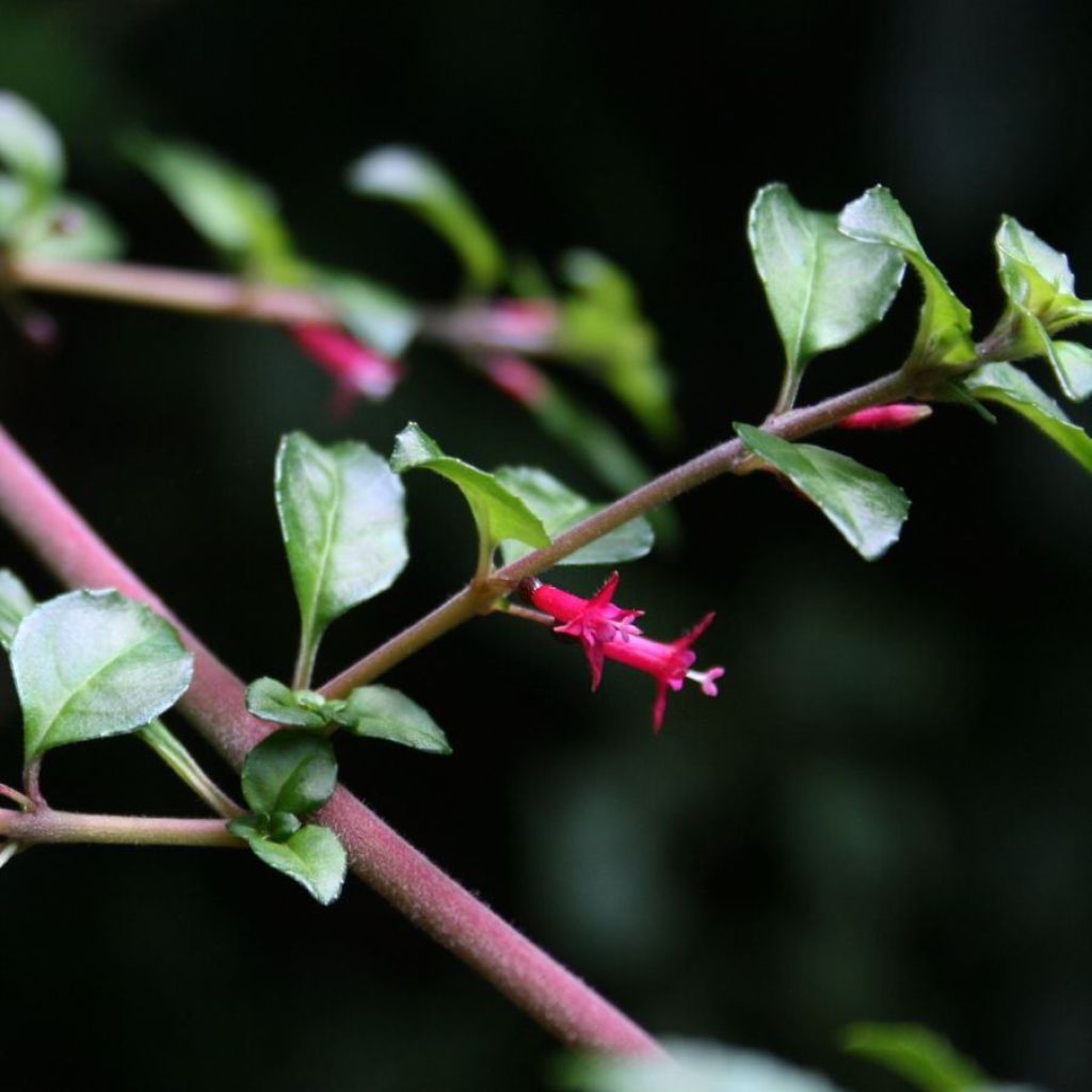 Fuchsia microphylla ssp. hemschleiana