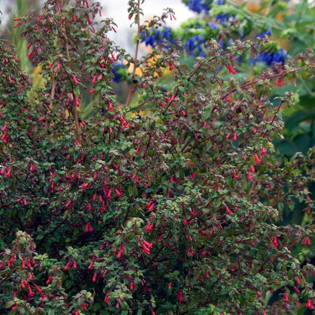 Fuchsia microphylla ssp. hemschleiana