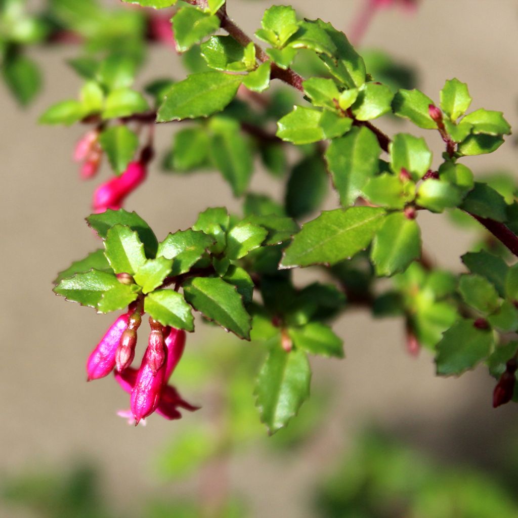 Fuchsia microphylla ssp. microphylla