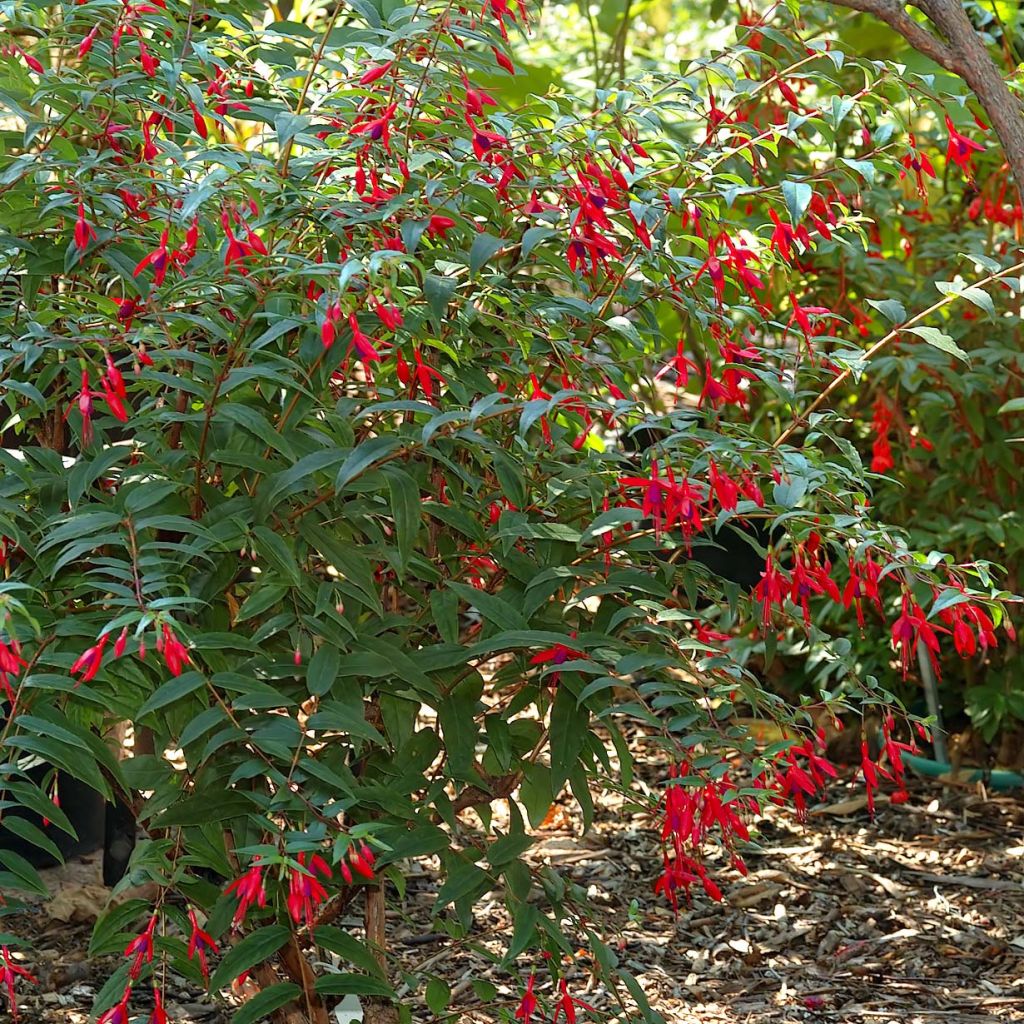 Fuchsia regia Reitzii - Fuchsia royal