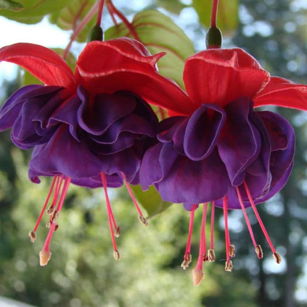 Fuchsia retombant Dark Eyes