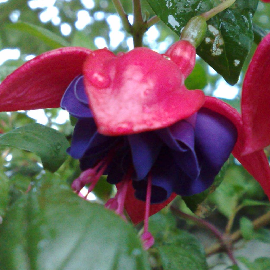 Fuchsia retombant Dark Eyes