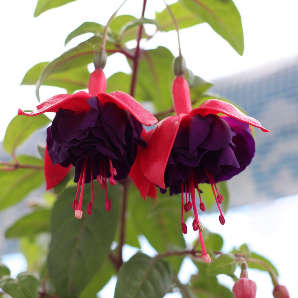 Fuchsia retombant Maori Maid