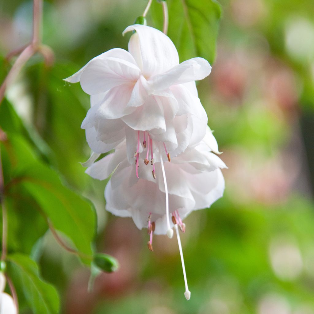 Fuchsia retombant Pink Marshmallow