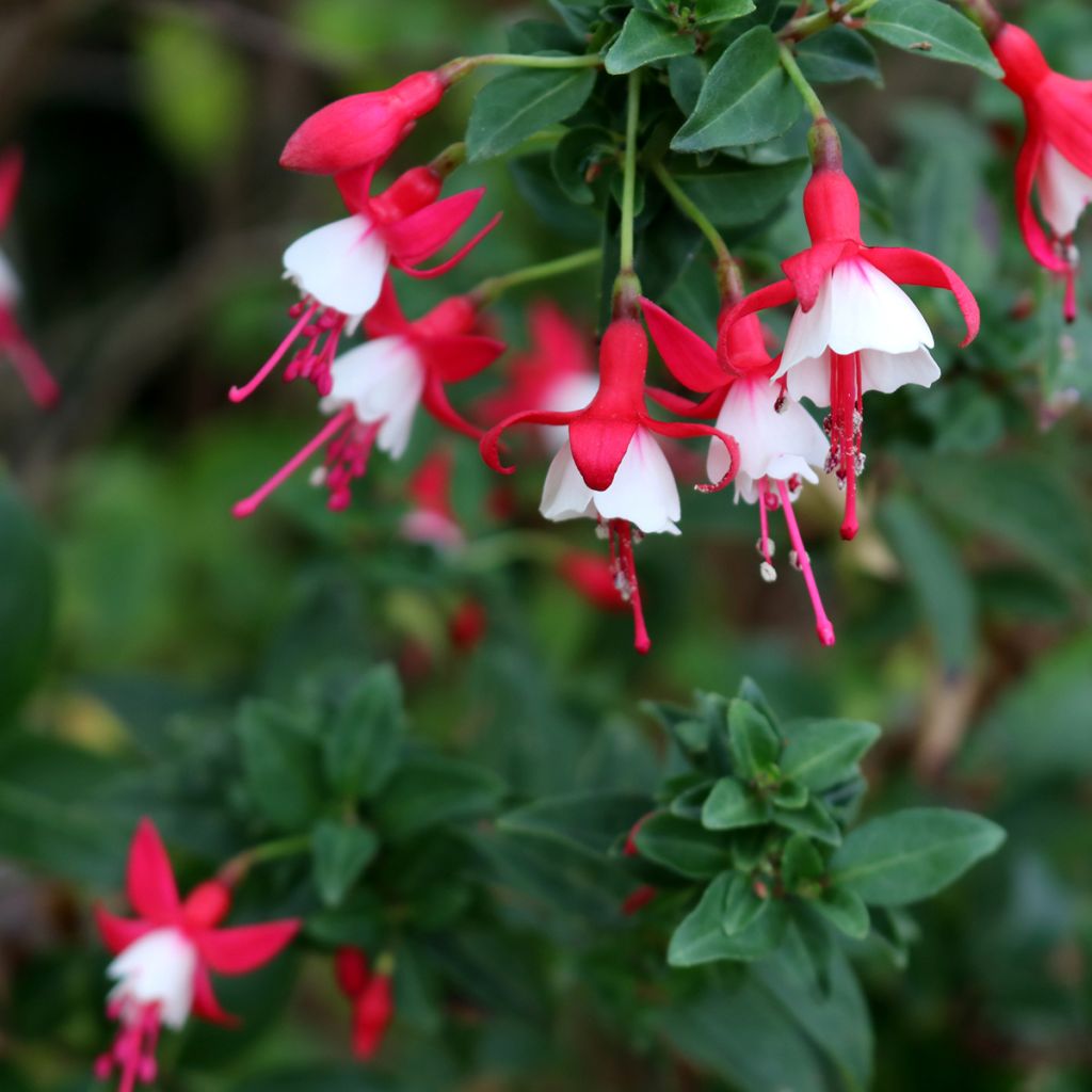 Fuchsia rustique Alice Hoffman