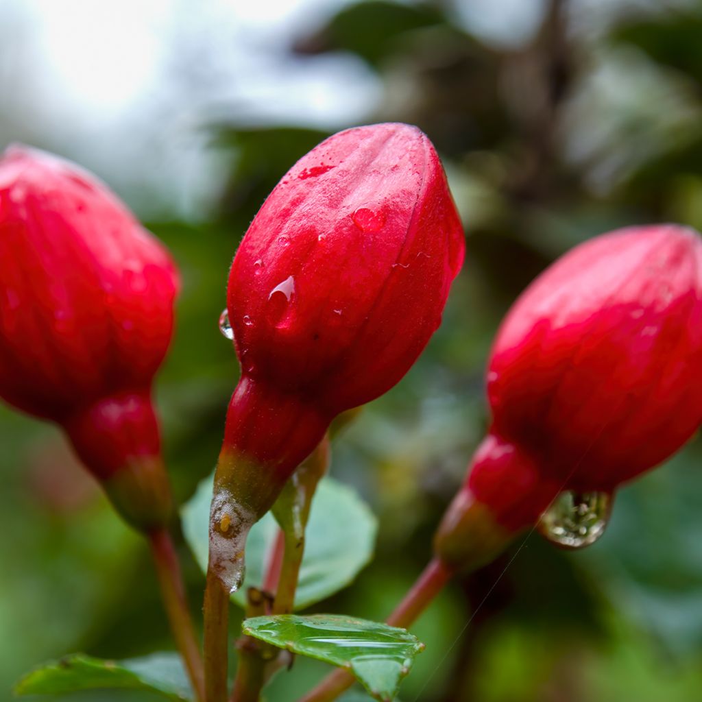 Fuchsia rustique Alice Hoffman