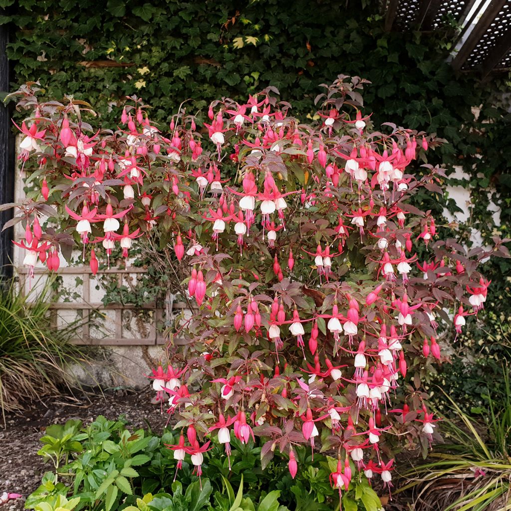 Fuchsia rustique Lady Thumb