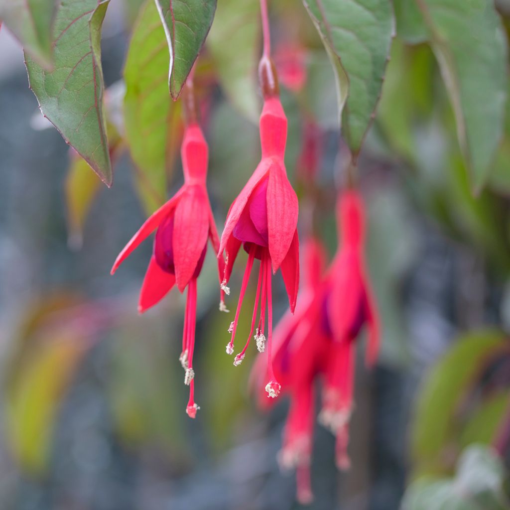 Fuchsia rustique Mrs Popple