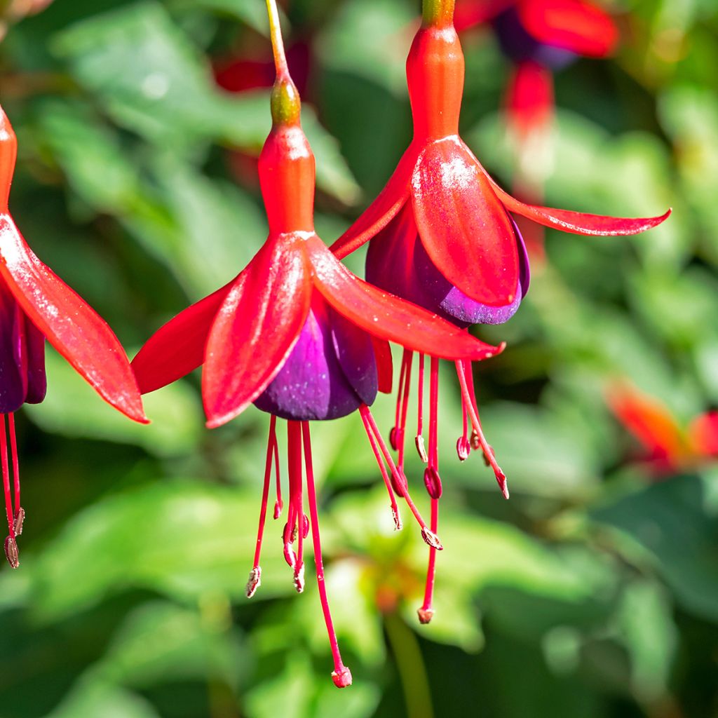 Fuchsia rustique Mrs Popple