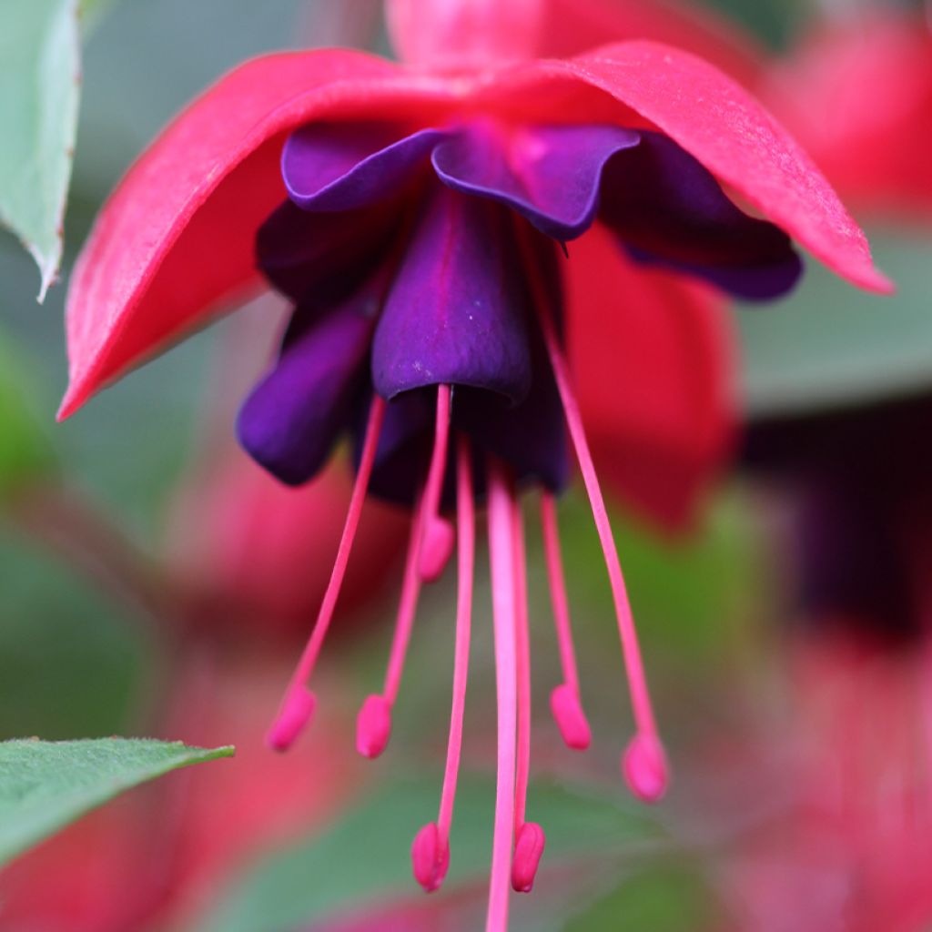 Fuchsia rustique Princess Dollar