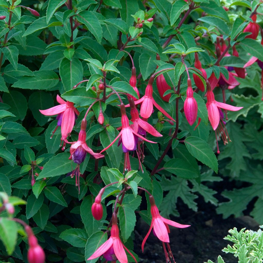 Fuchsia rustique Tom Thumb (Tom Pouce)