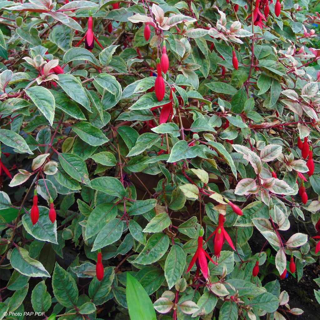 Fuchsia rustique Tom West