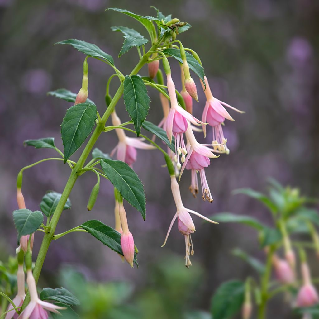 Fuchsia rustique Whiteknights Pearl