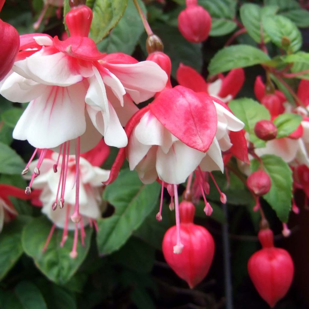 Fuchsia semi-retombant Swingtime