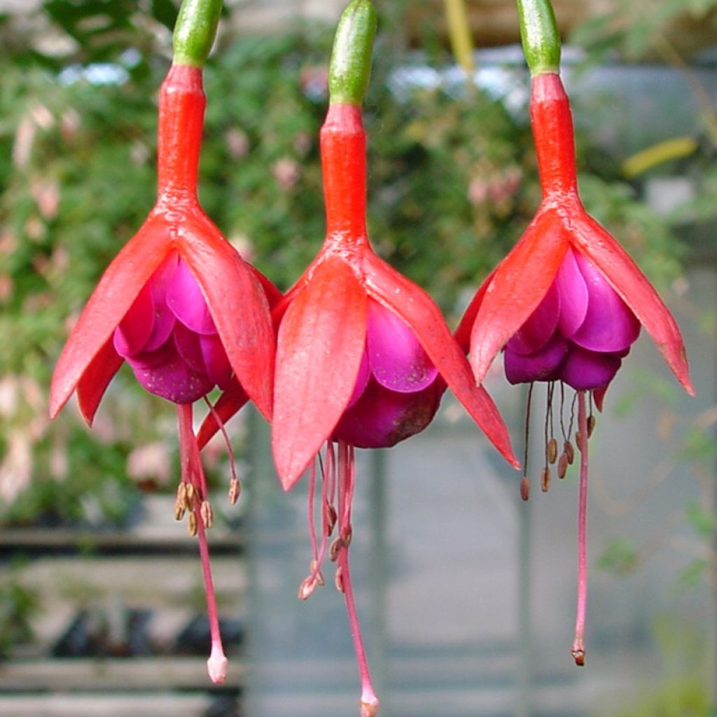 Fuchsia rustique Douce France