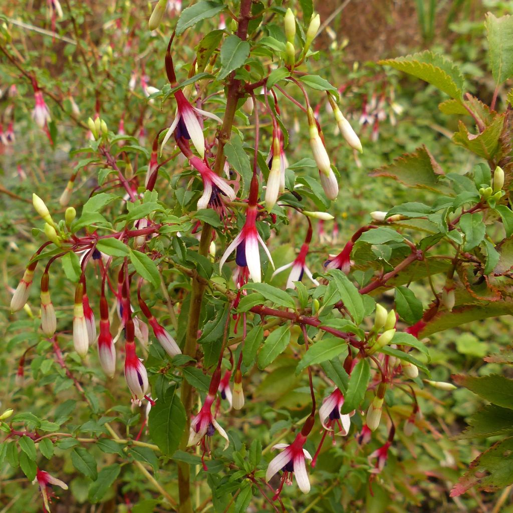 Fuchsia magellanica Arauco