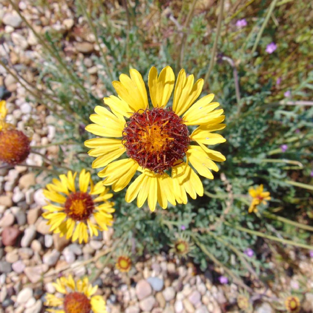 Gaillarde pinnatifida - Gaillardia 