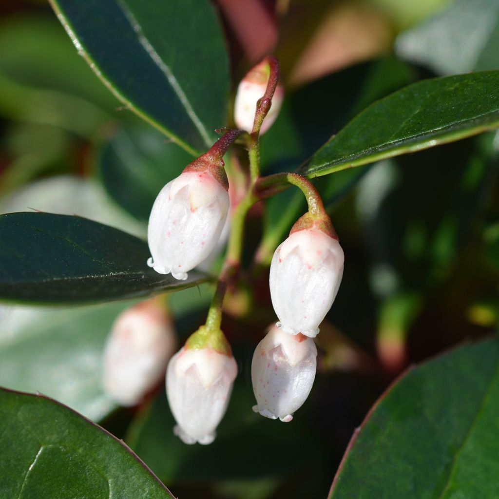 Gaultheria White Pearl - Gaulthérie