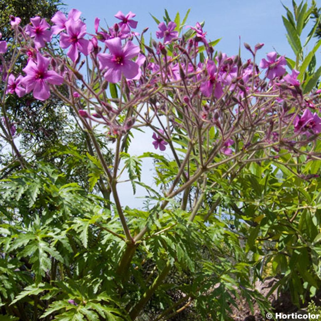 Géranium palmatum